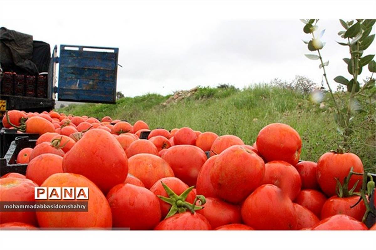 نخستین جشنواره شکرگزاری گوجه فرنگی در میناب برگزار می شود