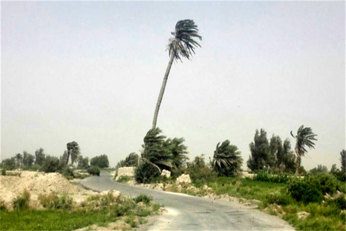 قدیمی ترین درخت خرمای سیستان بر زمین افتاد