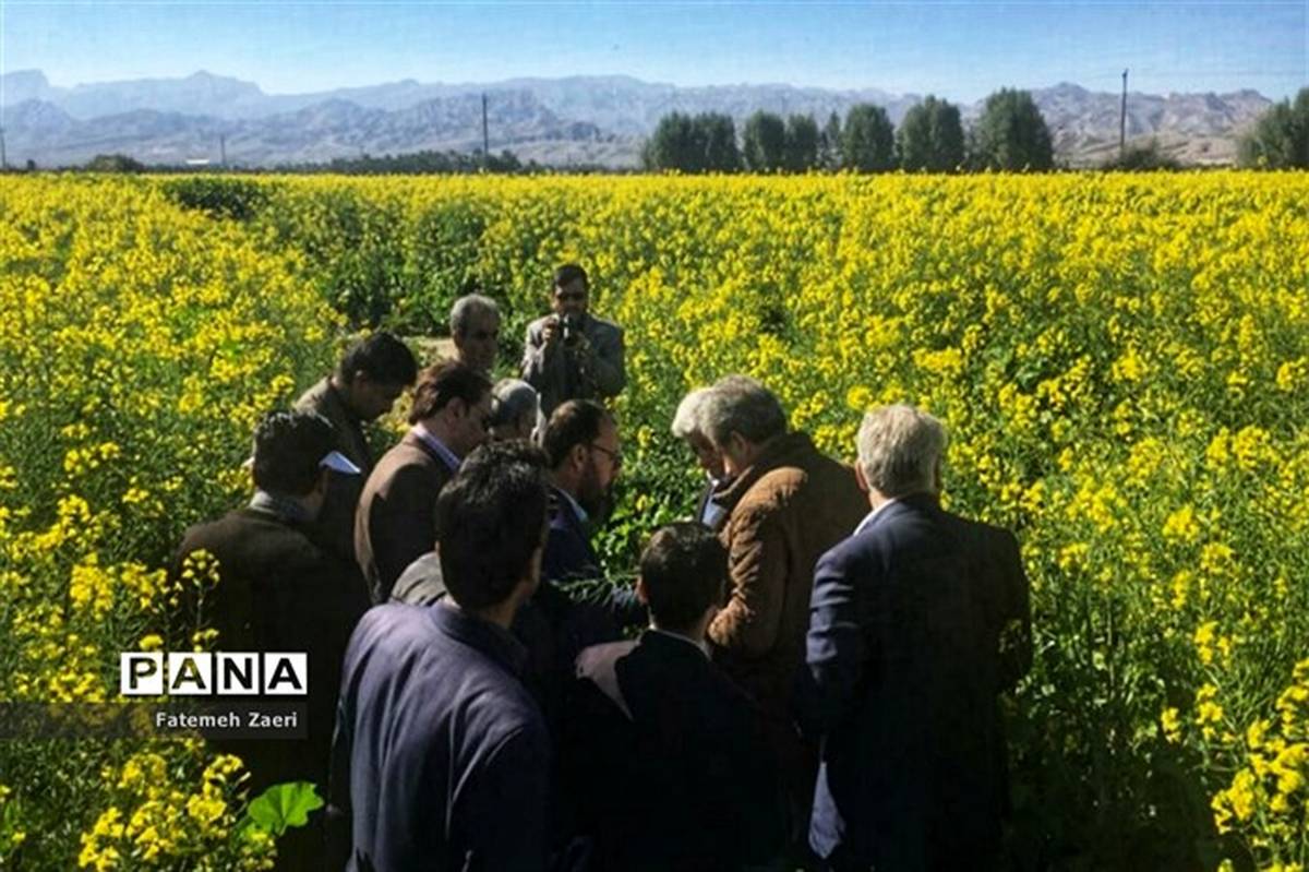 افزایش دو برابری تولید دانه روغنی کُلزا در شهرستان مُهر