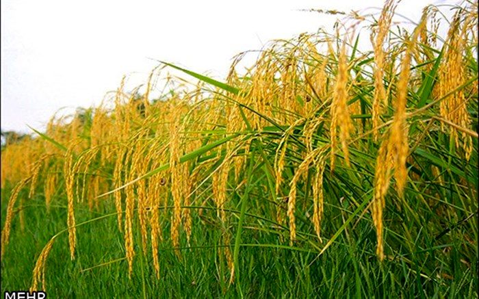 اولین خوشه های برنج در رشت و املش به بار نشست