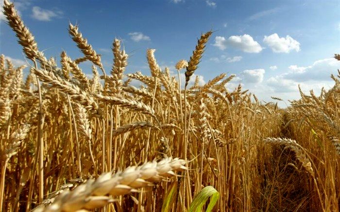 رئیس جهاد کشاورزی خوسف :۷ هزار تن گندم از مزارع خوسف برداشت می شود
