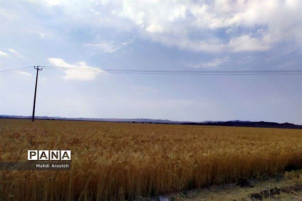 برگزاری جشن شکرگزاری برداشت گندم در روستای فیض آباد ،جلگه ماژان شهرستان خوسف