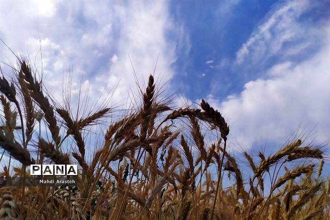 برگزاری جشن شکرگزاری برداشت گندم در روستای فیض آباد ،جلگه ماژان شهرستان خوسف