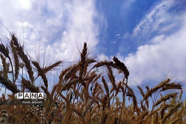 برگزاری جشن شکرگزاری برداشت گندم در روستای فیض آباد ،جلگه ماژان شهرستان خوسف