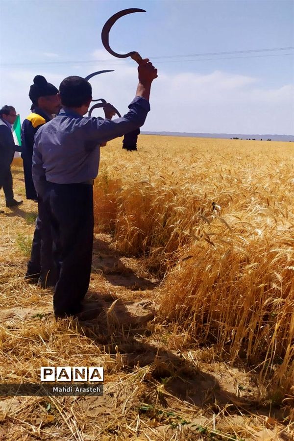 برگزاری جشن شکرگزاری برداشت گندم در روستای فیض آباد ،جلگه ماژان شهرستان خوسف