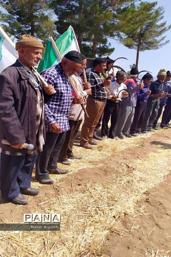 برگزاری جشن شکرگزاری برداشت گندم در روستای فیض آباد ،جلگه ماژان شهرستان خوسف