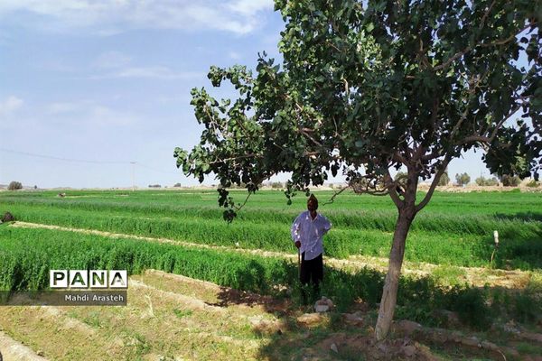 برگزاری جشن شکرگزاری برداشت گندم در روستای فیض آباد ،جلگه ماژان شهرستان خوسف