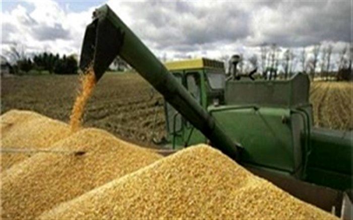65 مرکز خرید گندم درسطح استان آذربایجان غربی آماده دریافت وخرید گندم کشاورزان استان است