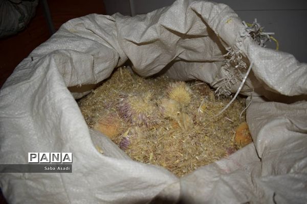 فصل تابستان و رونق عرق گیری در شیراز
