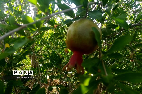 به ثمر رسیدن غنچه‌های انار در مزارع و باغ‌های شهرستان خوسف