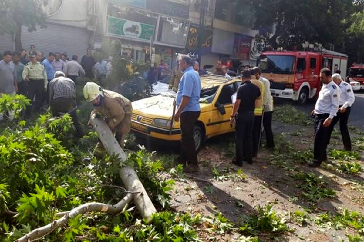 سقوط درخت چنار در خیابان شریعتی + عکس