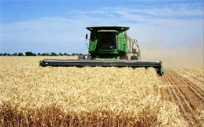 رئیس جهاد کشاورزی شهرری خبر داد:افزایش پنج درصدی برداشت گندم در شهرری