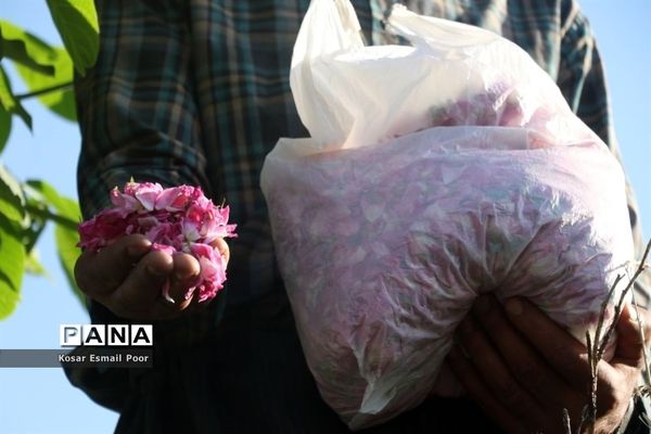 برداشت گل محمدی در روستای عنصرود اسکو