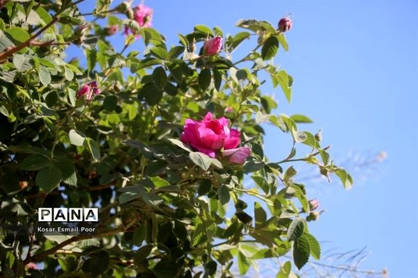 برداشت گل محمدی در روستای عنصرود اسکو