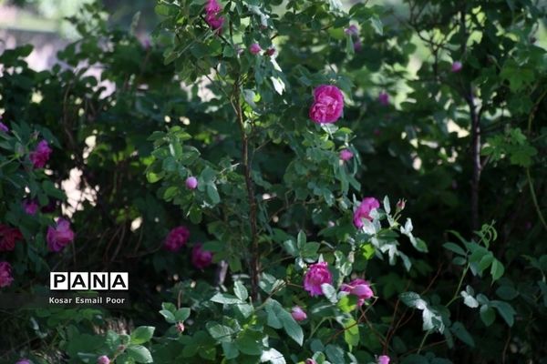 برداشت گل محمدی در روستای عنصرود اسکو