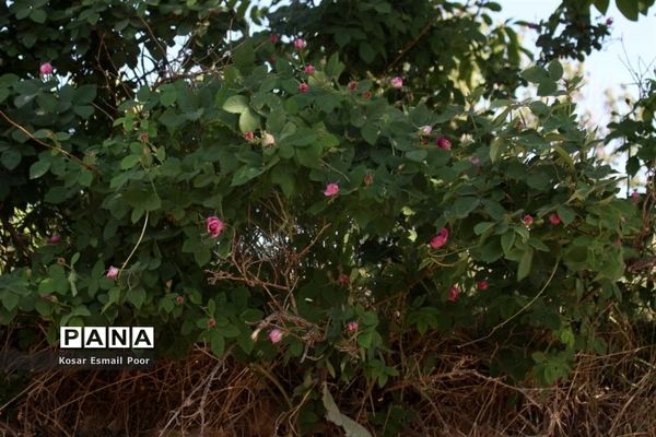 برداشت گل محمدی در روستای عنصرود اسکو