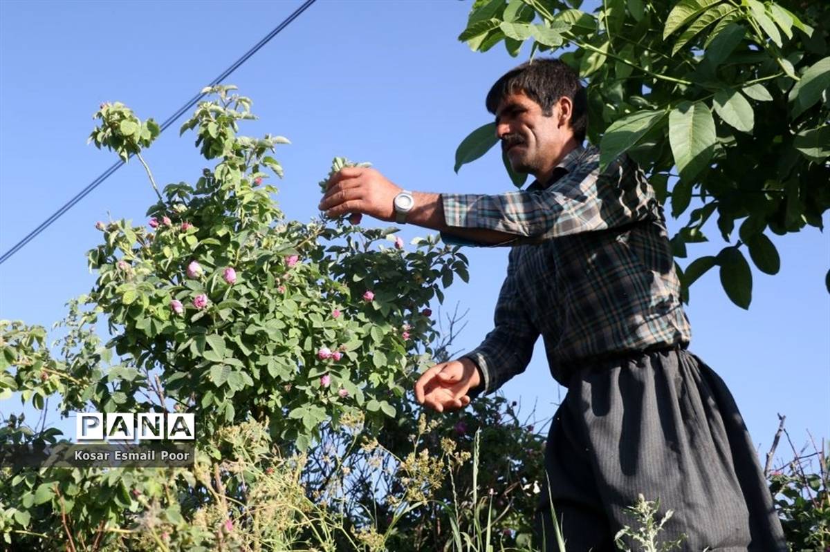 برداشت گل محمدی در روستای عنصرود اسکو