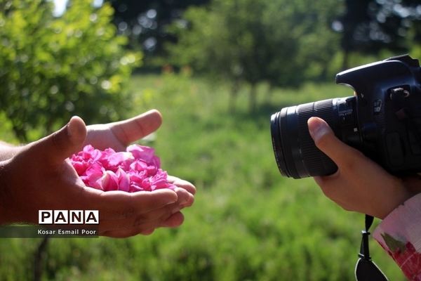 برداشت گل محمدی در روستای عنصرود اسکو