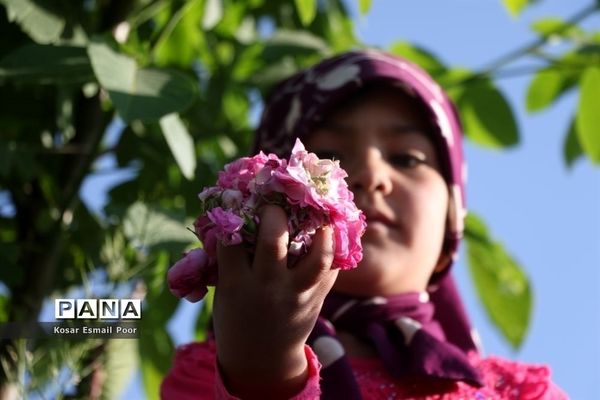 برداشت گل محمدی در روستای عنصرود اسکو
