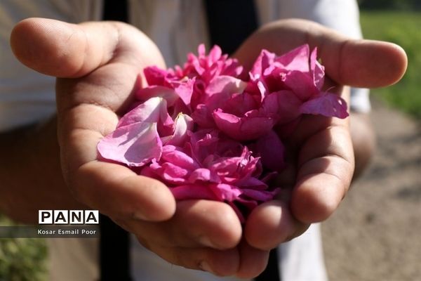 برداشت گل محمدی در روستای عنصرود اسکو