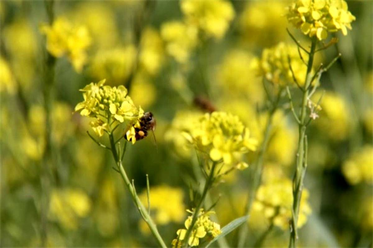 آغاز برداشت دانه روغنی کلزا در چهارمحال و بختیاری