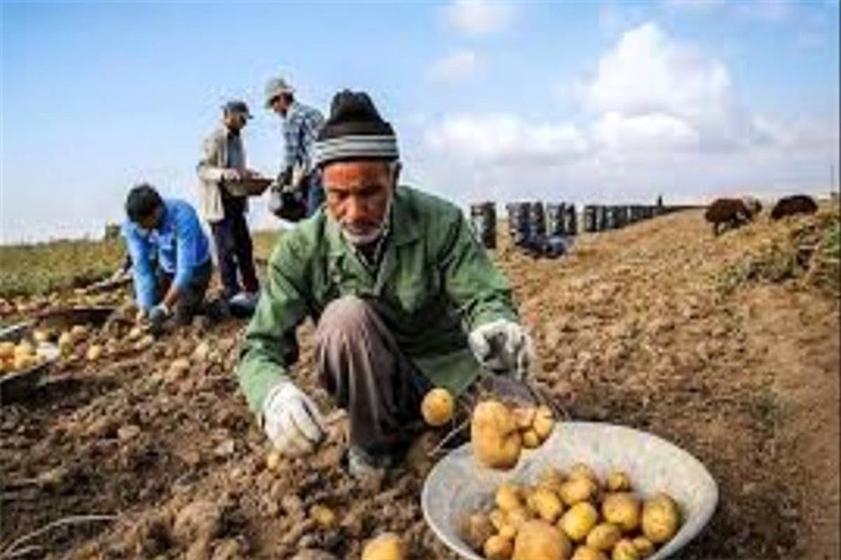 تولید بیش از 250 هزارتن سیب‌زمینی در فارس