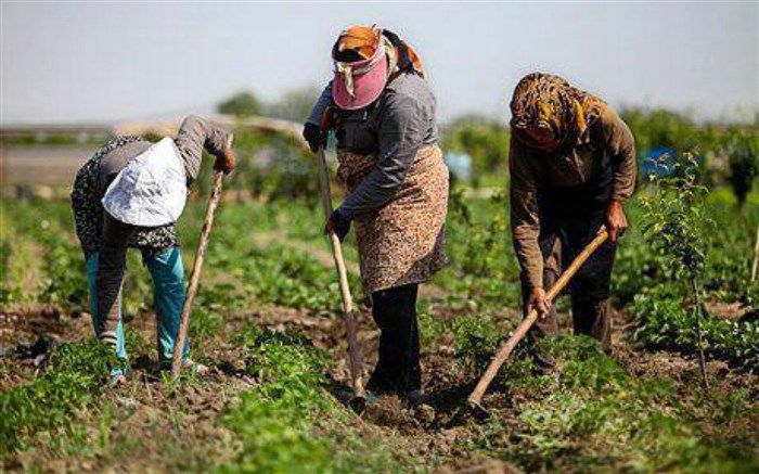 اختلاف ۳۵ هزارتومانی مزد روزانه کارگران مرد و زن در مشاغل کشاورزی