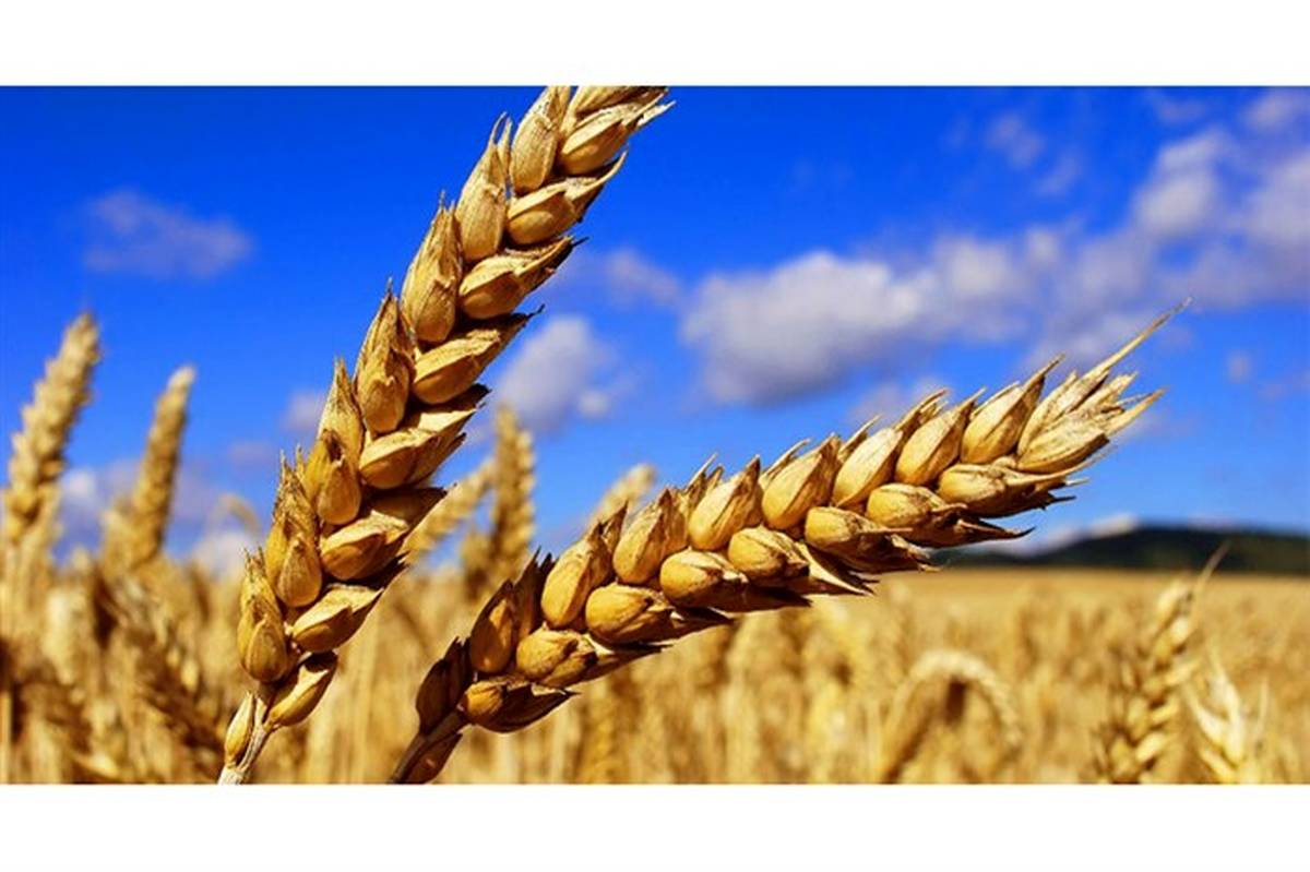 سرپرست شرکت غله منطقه 12 کشور: حاشیه سود اندک انگیزه کشاورزان گندمکار را کاهش داده است