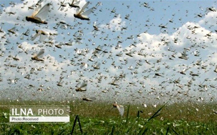 فائو هنوز قصور عربستان در مبارز با ملخ‌ها را نپذیرفته است