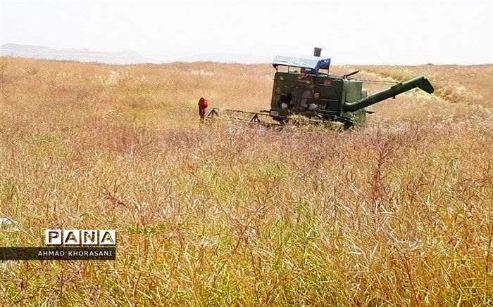 برداشت ۱۵۸ هزار تن جو در اردبیل