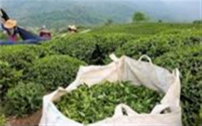رونق صنعت چای در شمال ایران