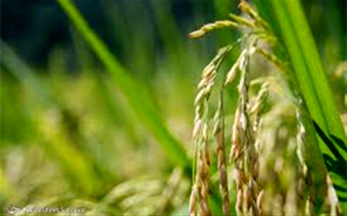 رئیس موسسه تحقیقات برنج کشور: سیلاب اخیر در فصل غیرکاشت رخ داد و تاثیری بر مزارع برنج نداشت