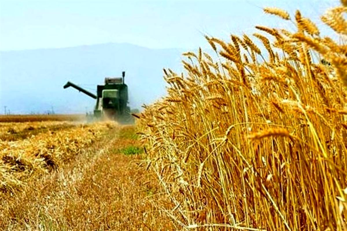 برداشت بیش از 80000 تن گندم از مزارع شهرستان هشترود