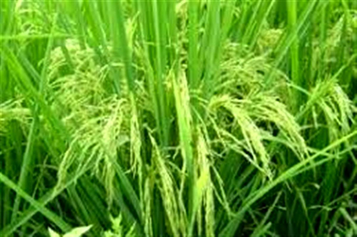 رونمایی از ۲رقم جدید برنج در رشت