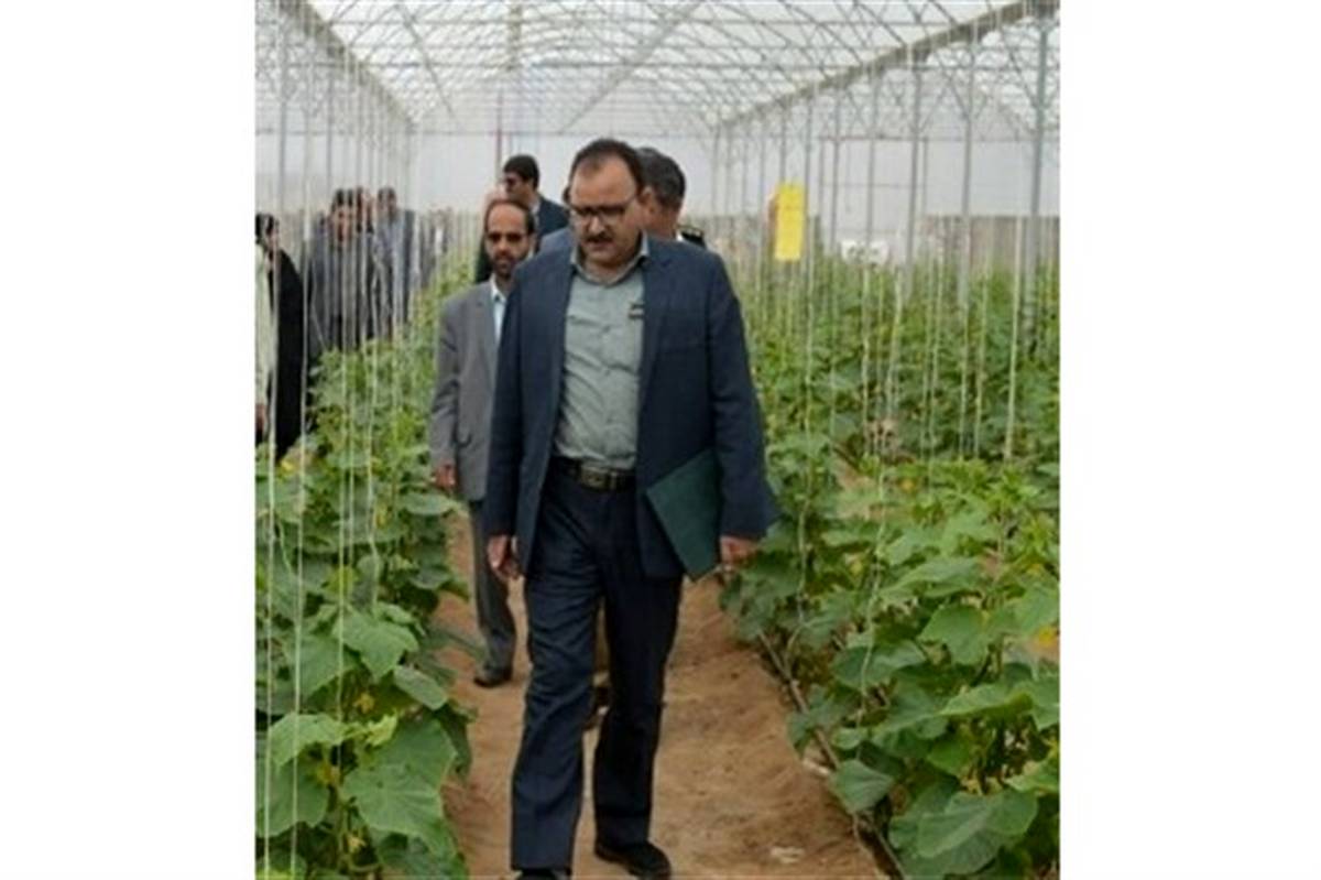 مدیر جهاد کشاورزی شهرستان درمیان: افتتاح دومین مجتمع گلخانه ای، تا پایان مرداد در شهرستان درمیان