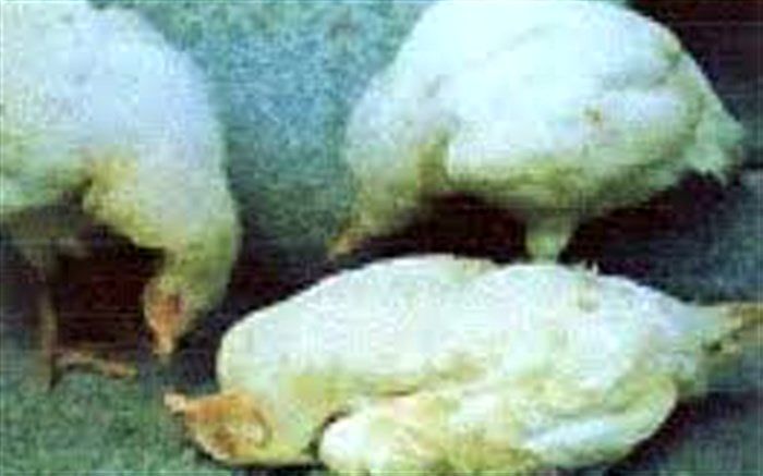 کنترل بیماری نیوکاسل در گیلان