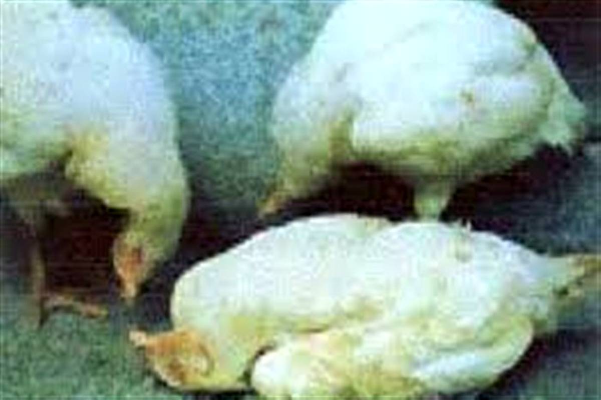 کنترل بیماری نیوکاسل در گیلان