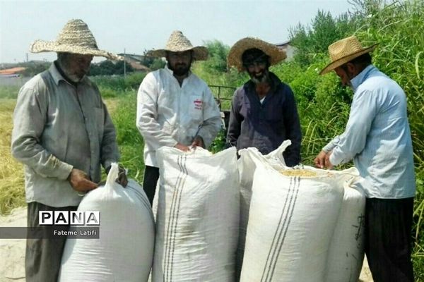 ‍ آغاز فصل برداشت برنج  روستاهای محمودآباد