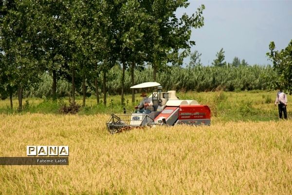 ‍ آغاز فصل برداشت برنج  روستاهای محمودآباد