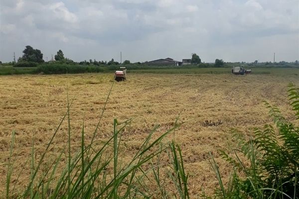 ‍ آغاز فصل برداشت برنج  روستاهای محمودآباد