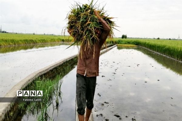 ‍ آغاز فصل برداشت برنج  روستاهای محمودآباد