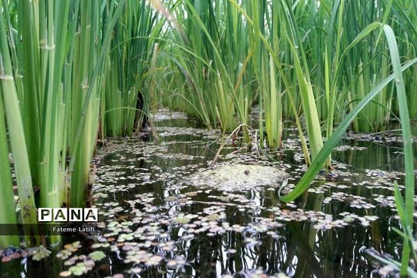 ‍ آغاز فصل برداشت برنج  روستاهای محمودآباد