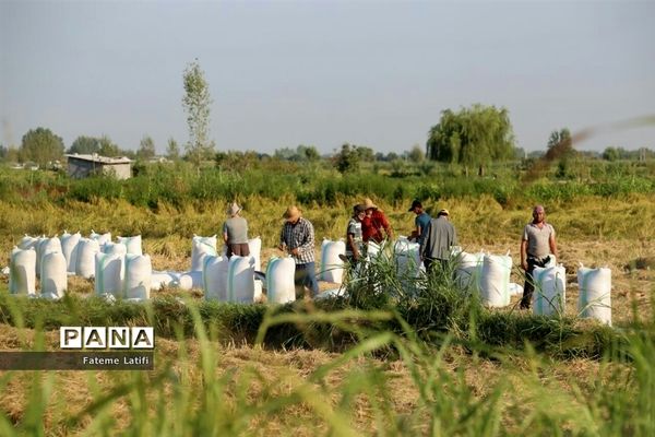 ‍ آغاز فصل برداشت برنج  روستاهای محمودآباد