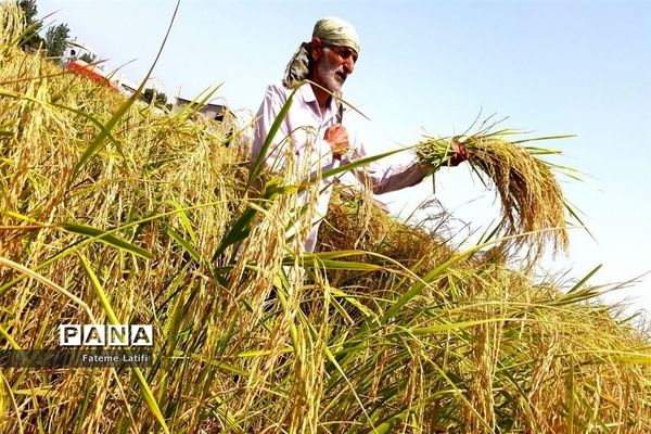 ‍ آغاز فصل برداشت برنج  روستاهای محمودآباد