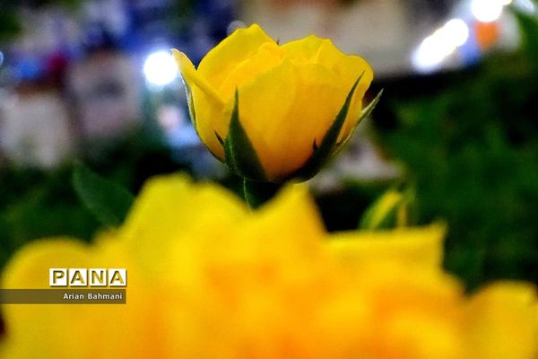 نمایشگاه گل‌های تزیینی کاسپین زنجان