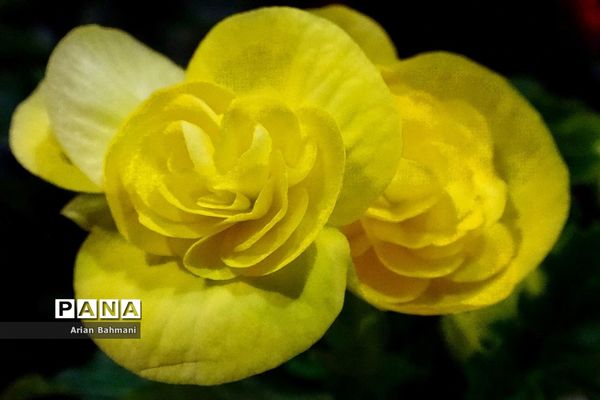نمایشگاه گل‌های تزیینی کاسپین زنجان