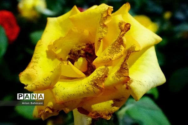 نمایشگاه گل‌های تزیینی کاسپین زنجان