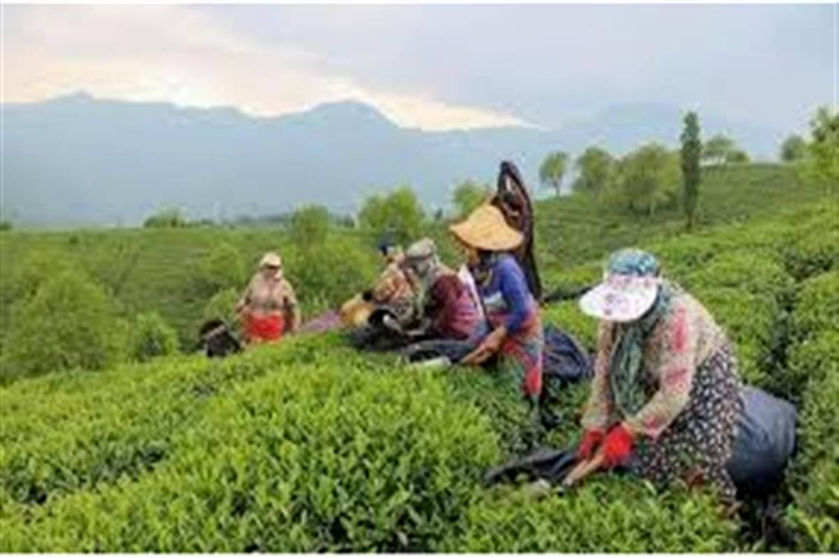 ارتقاء کیفیت چای گیلان با اجرای طرح های نوین در باغات