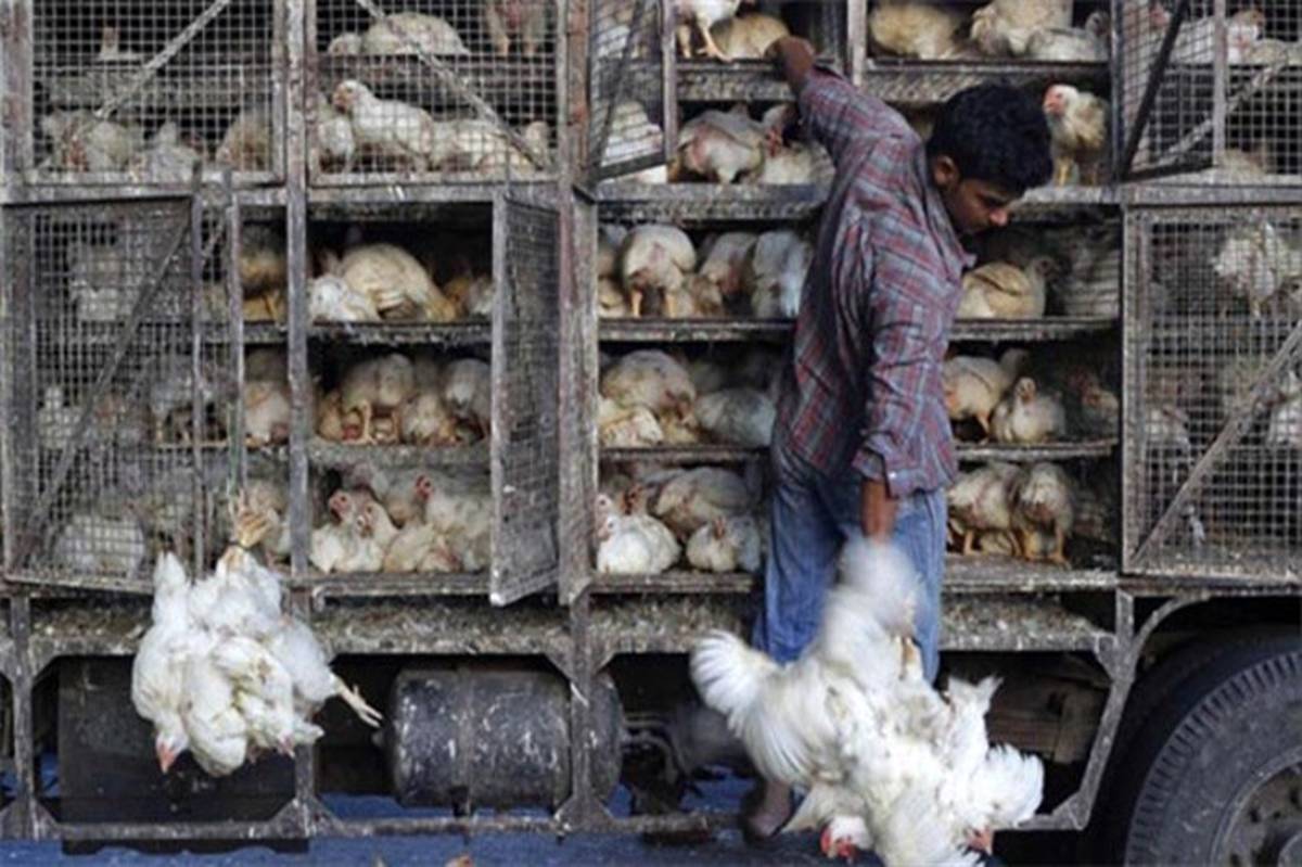 2  میلیارد و 280 میلیون ریال  مرغ زنده قاچاق در اشکذر کشف شد