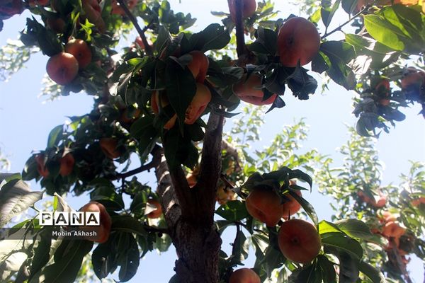 دومین جشنواره هلو شهرستان شبستر، شهر شندآباد